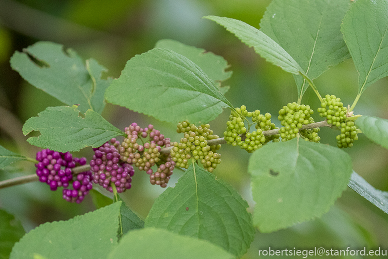 beautyberry